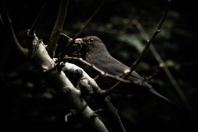 黑鸟栖息在褐色的树
